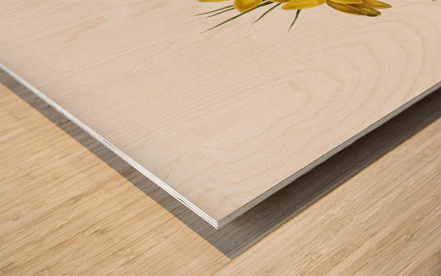 Crocus luteus illustration  Wood print