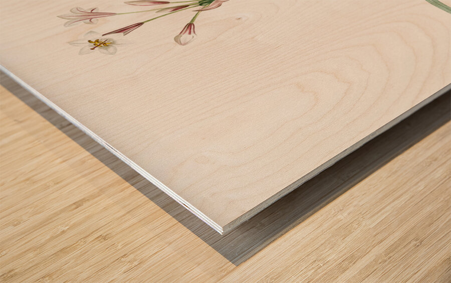 Crytanthus vittatus illustration  Wood print