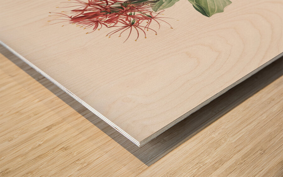 Blood lily illustration  Wood print