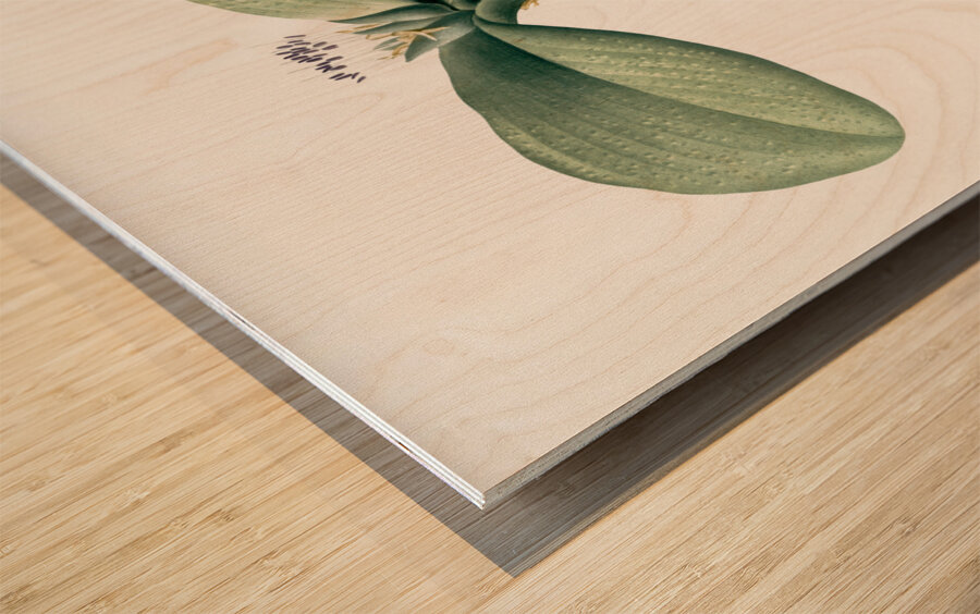 Massonia pustulata illustration  Wood print