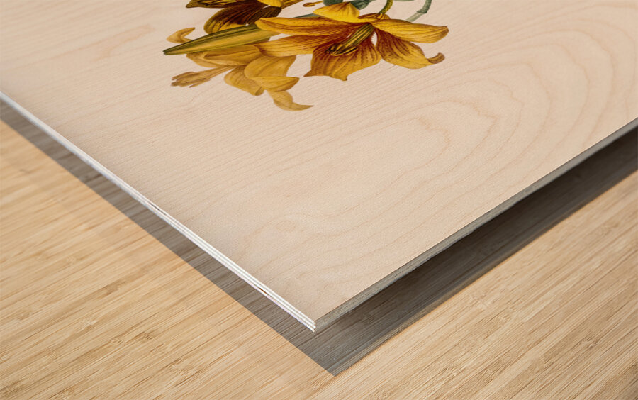 Fire lily illustration  Wood print