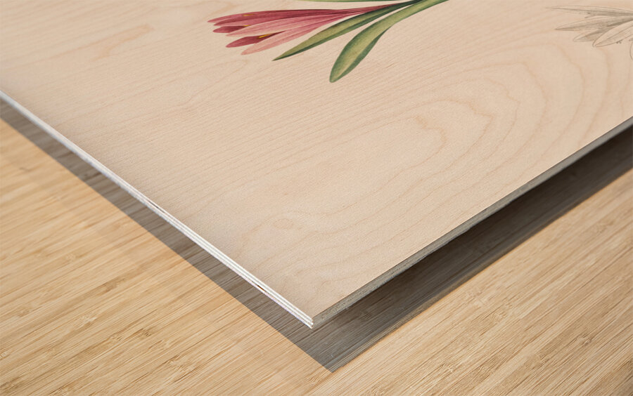 Spring meadow saffron illustration  Wood print