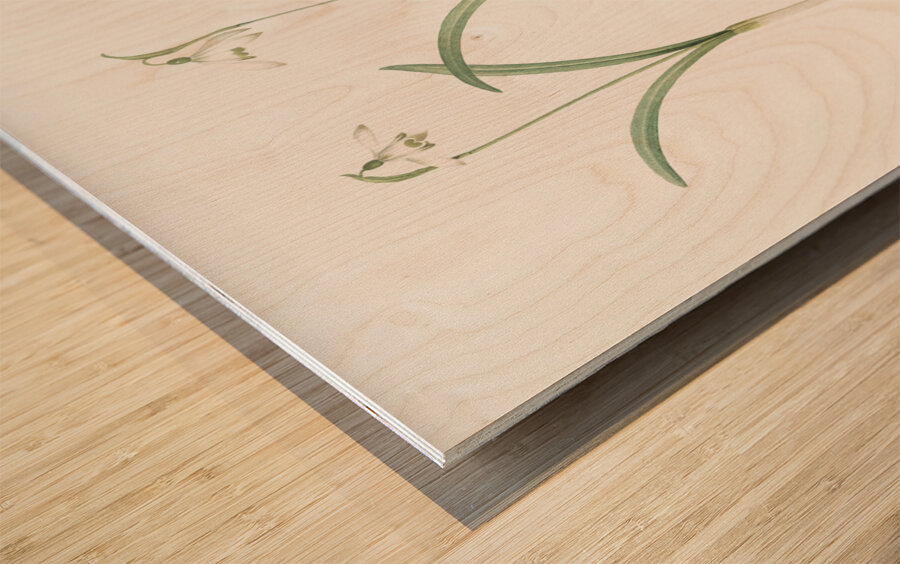 Snowdrop illustration  Wood print