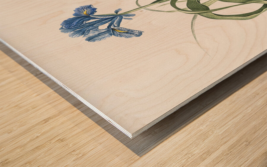 Iris scorpiodes illustration  Wood print