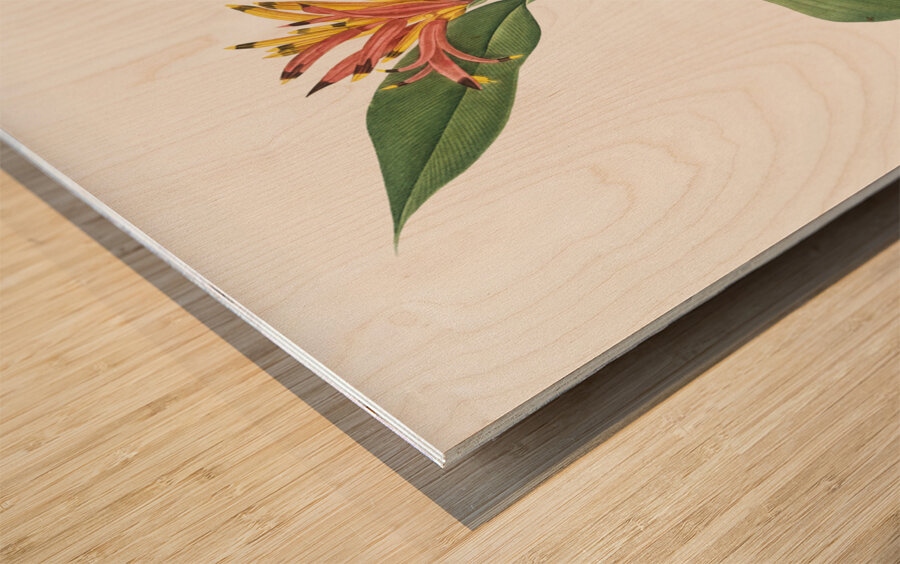 Lobster claws illustration  Wood print