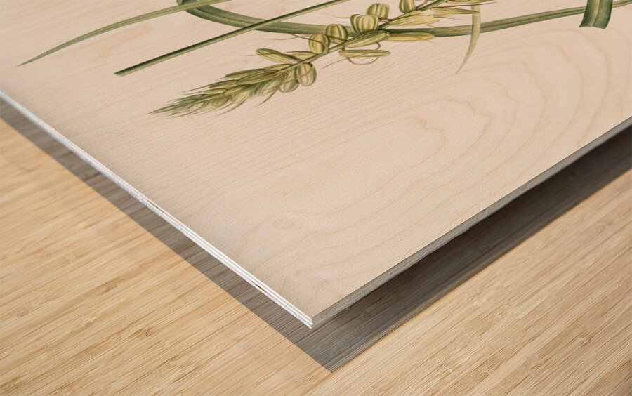 Koyosa illustration  Wood print