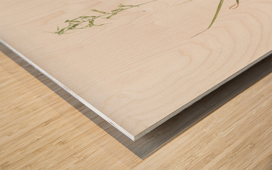 Hyacinthus viridis illustration  Wood print