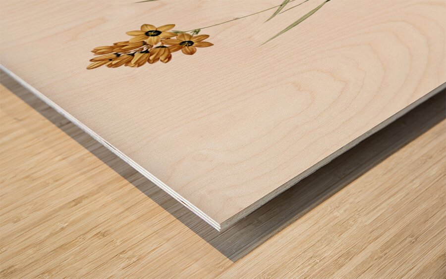 Ixia conica illustration  Wood print