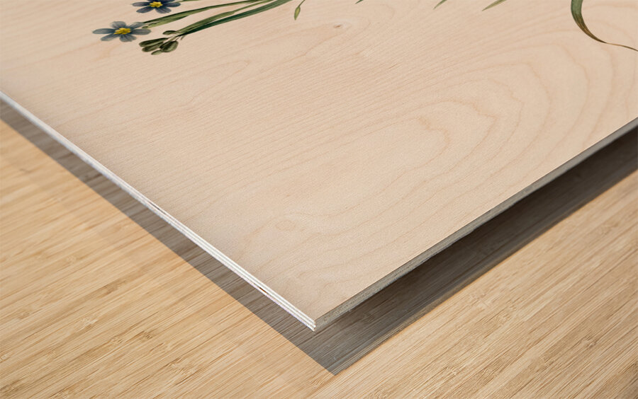 Bermudiana illustration  Wood print