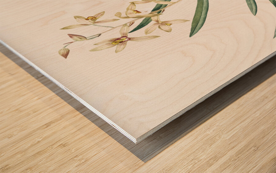 Epidendrum sinense illustration  Wood print