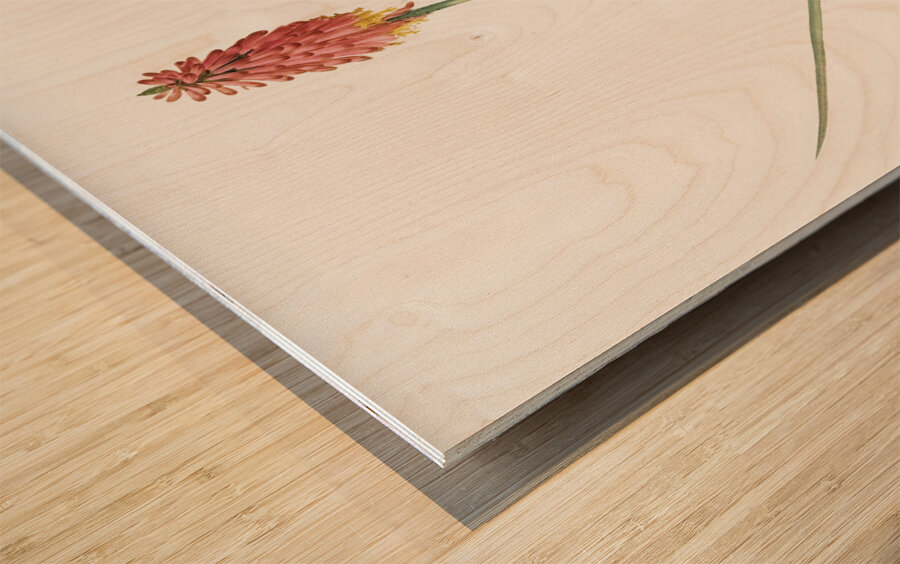 Redhot poker illustration  Wood print