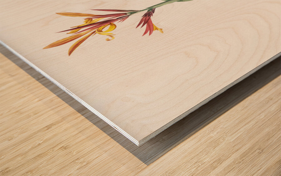 Indian shot illustration  Wood print