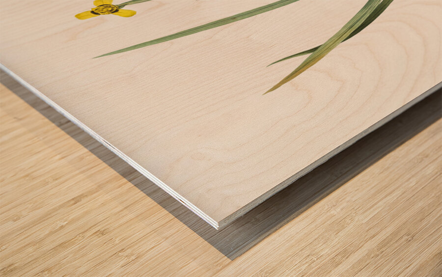 Iris martinicensis illustration  Wood print