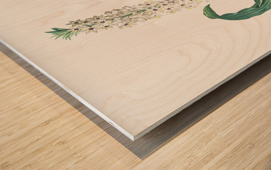 Eucomis punctata illustration  Wood print