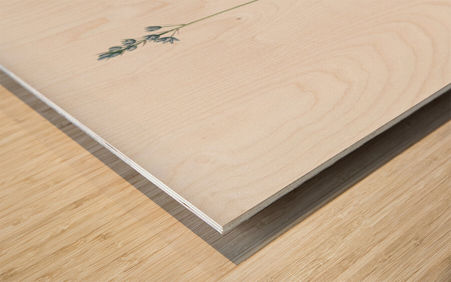 Scilla Lilio hyacinthus illustration  Wood print