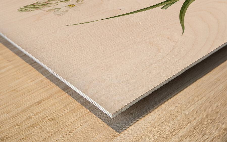 Polianthes tuberosa illustration  Wood print