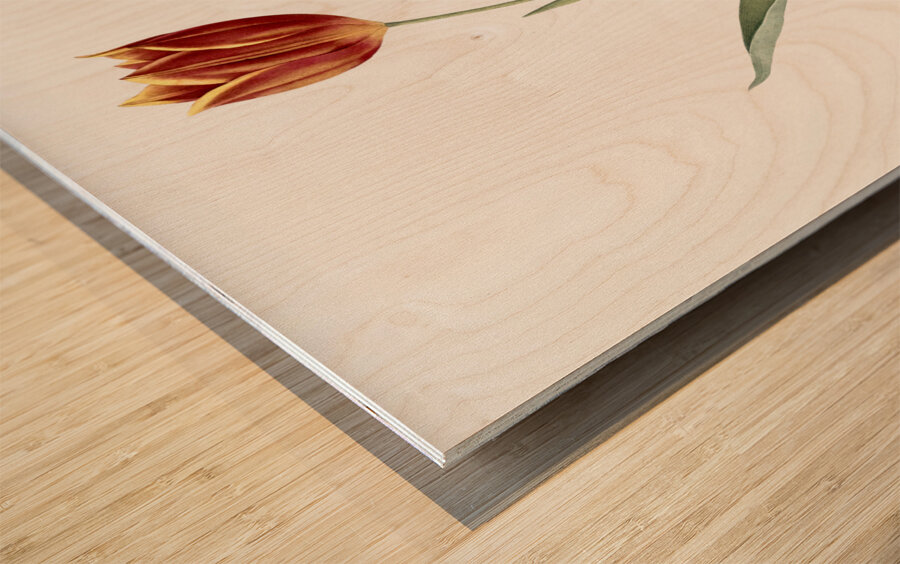 Tulip illustration  Wood print