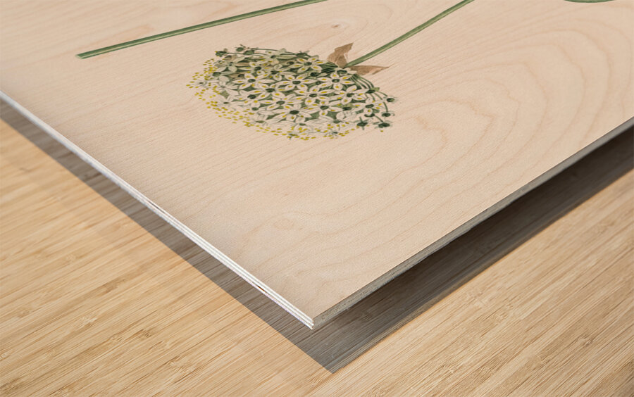 Black garlic illustration  Wood print