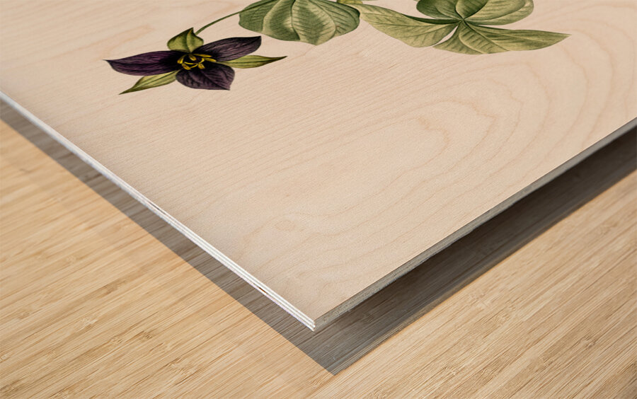 Trillium rhomboideum illustration  Wood print