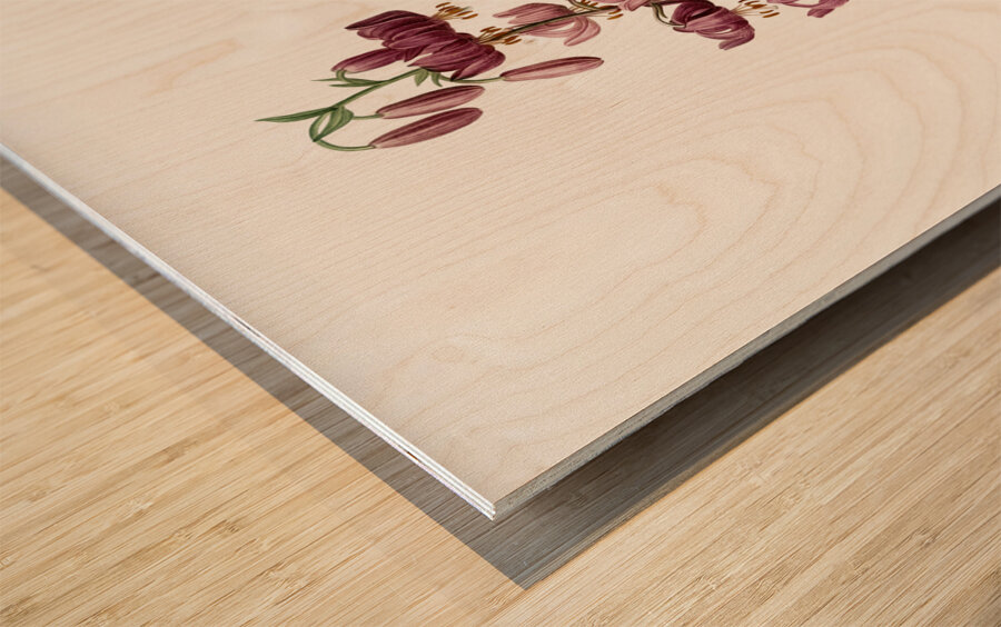 Lilium martagon illustration  Wood print