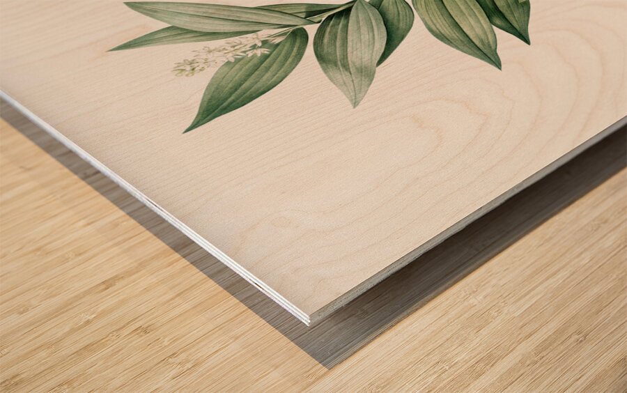 Smilacina stellata illustration  Wood print