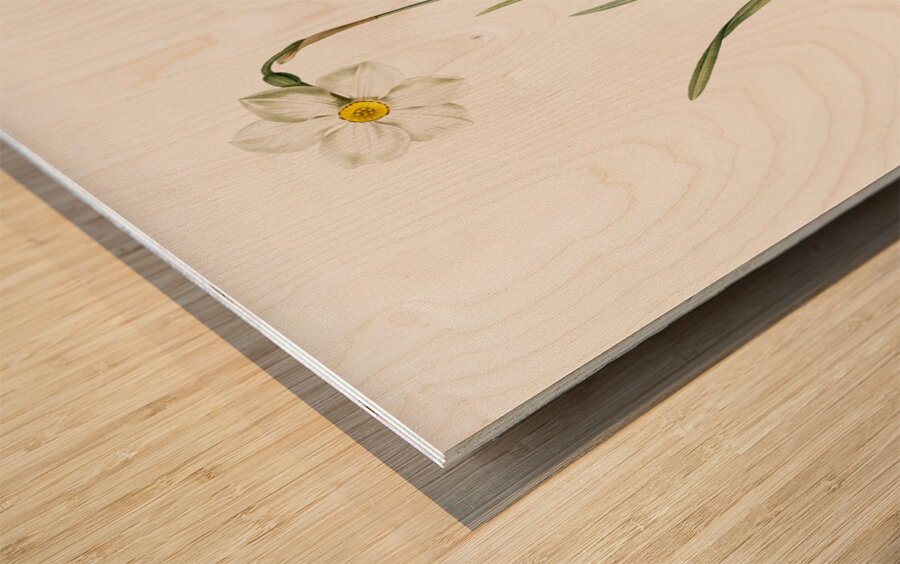Narcissus poeticus illustration  Wood print
