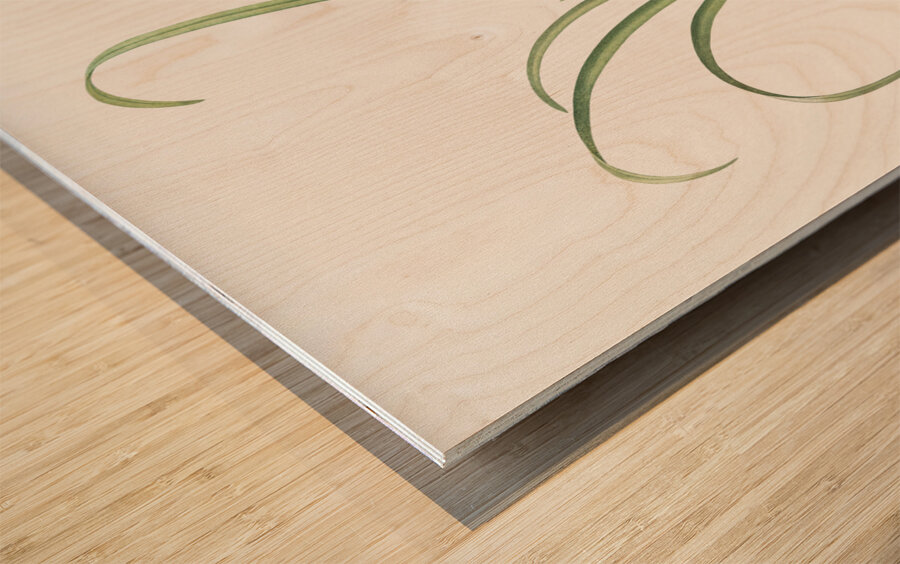 Narcissus poeticus illustration  Wood print