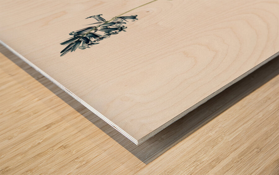 Common Bluebell illustration  Wood print