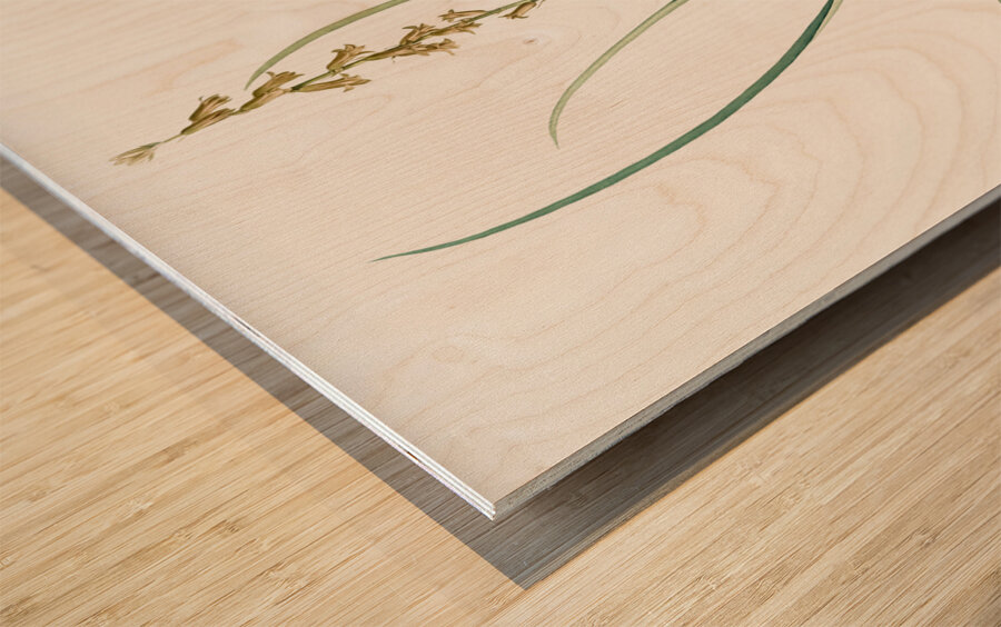 Hyacinthus serotinus illustration  Wood print