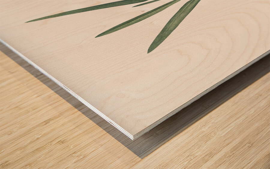 Gladiolus Xanthospilus illustration  Wood print