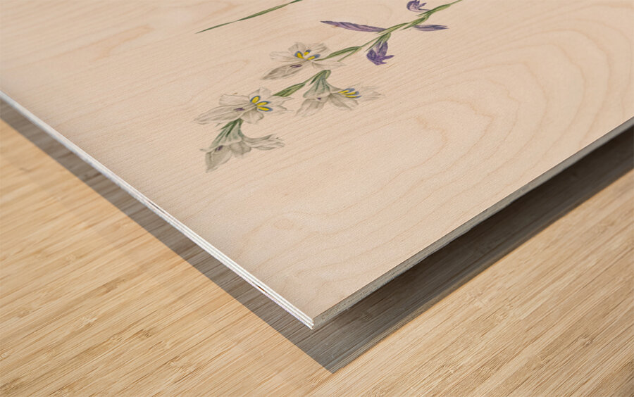 Gladiolus orobanche illustration  Wood print