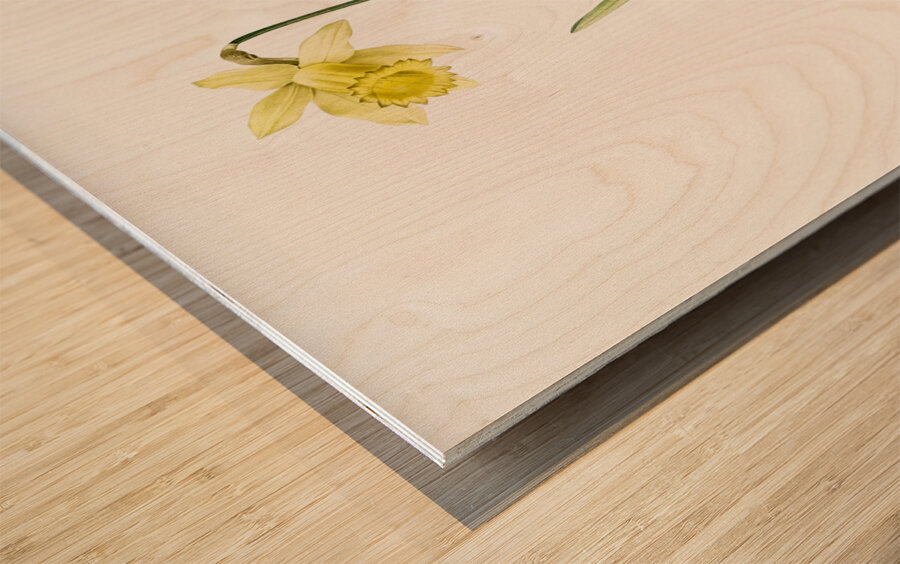 Lent lily illustration  Wood print