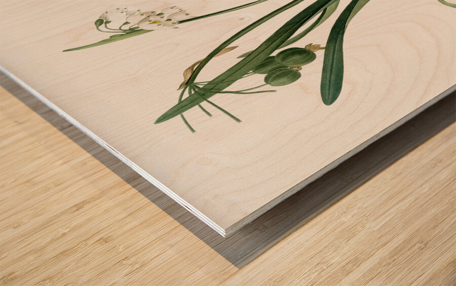 Summer snowflake illustration  Wood print