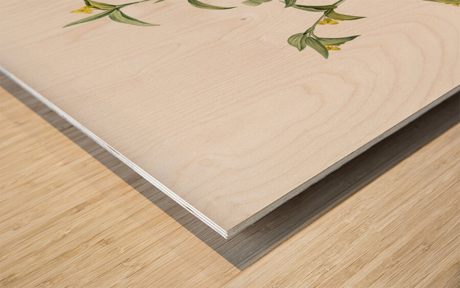 Commelina africana illustration  Wood print