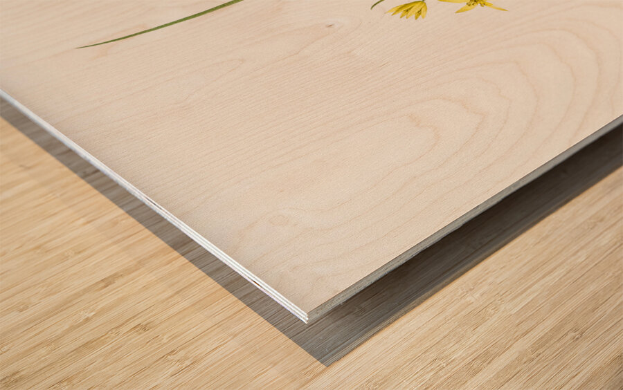 Wonder flower illustration  Wood print