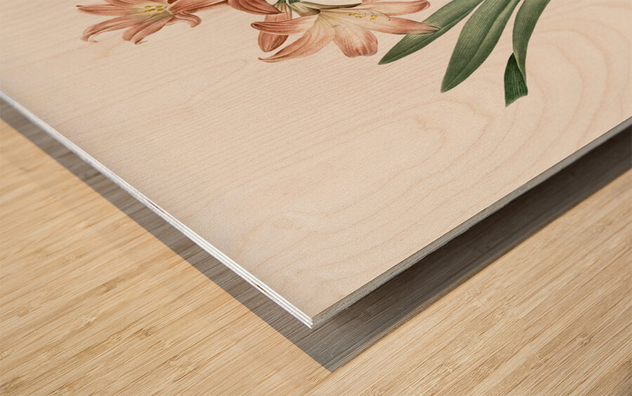 Amaryllis Belladonna illustration  Wood print