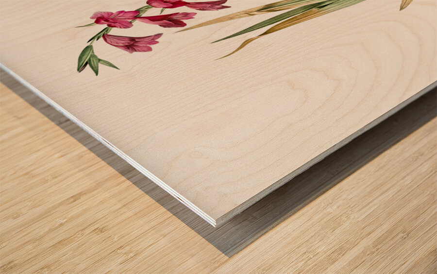Eastern gladiolus illustration  Wood print