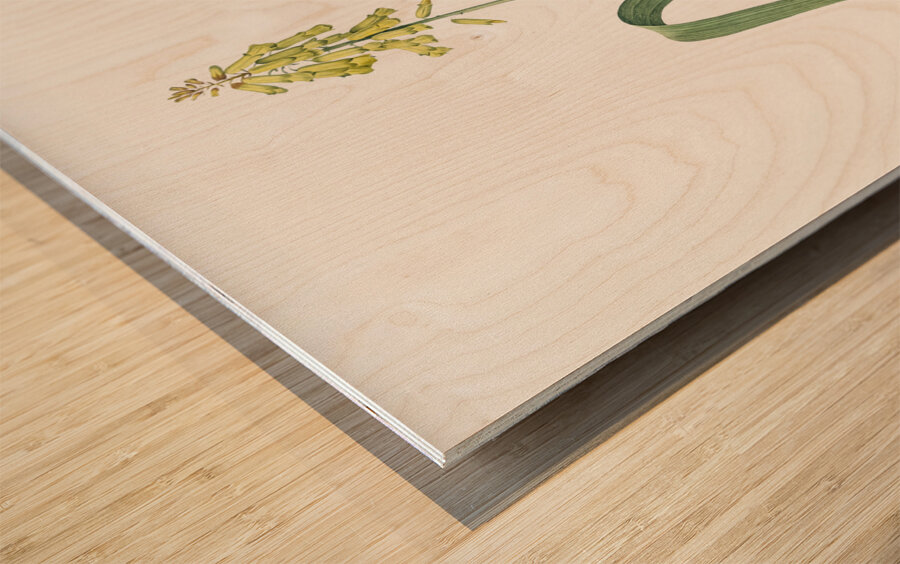 Opal flower illustration  Wood print