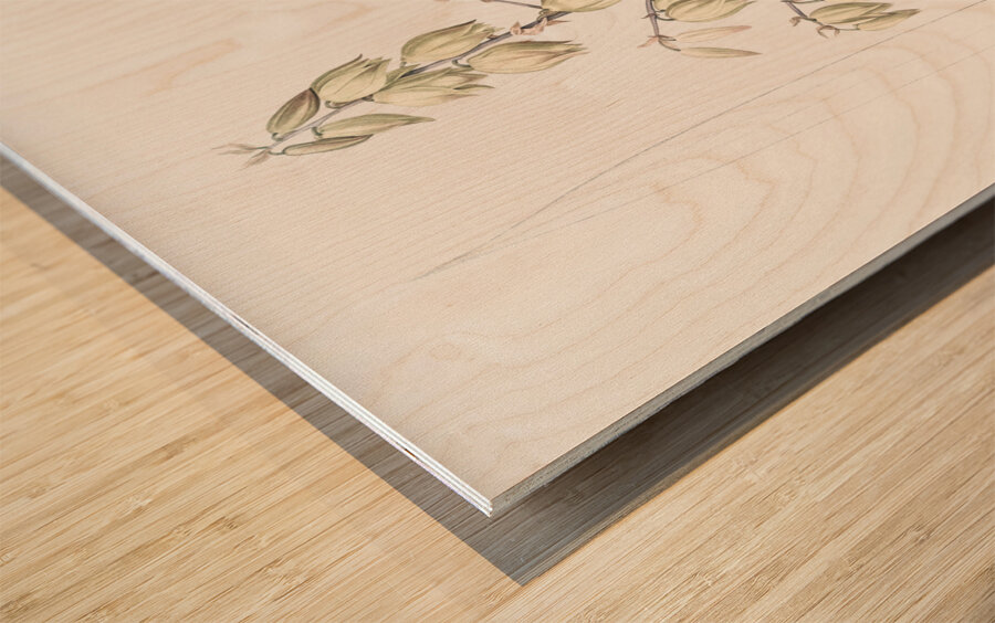 Adam needle illustration  Wood print