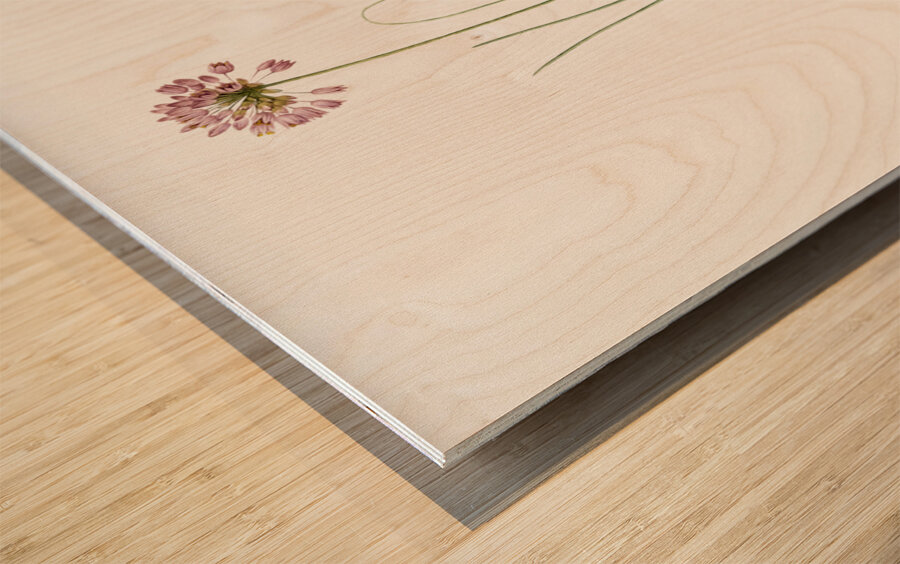 Autumn onion illustration  Wood print