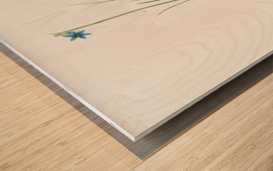 Narrow-leaf blue-eyed-grass illustration  Wood print