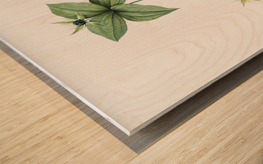 Herb paris illustration  Wood print