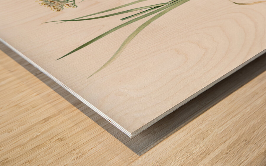 Carolina redroot illustration  Wood print