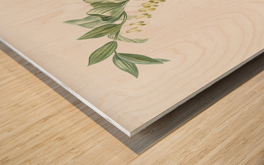 Solomon seal illustration  Wood print