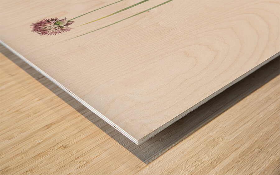 Allium foliosum illustration  Wood print