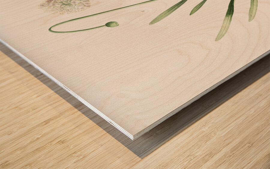 Star squill illustration  Wood print