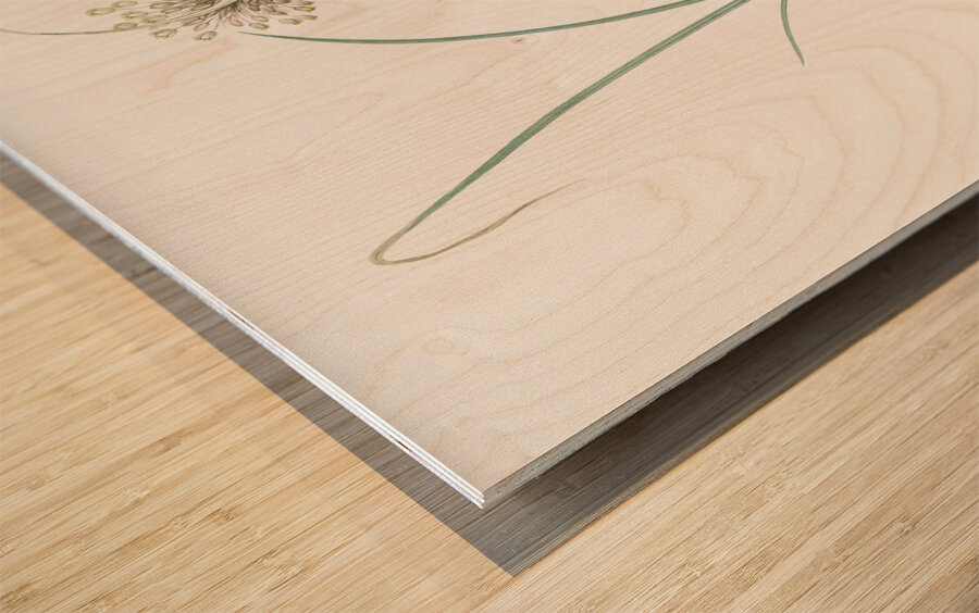 Pale garlic illustration  Wood print