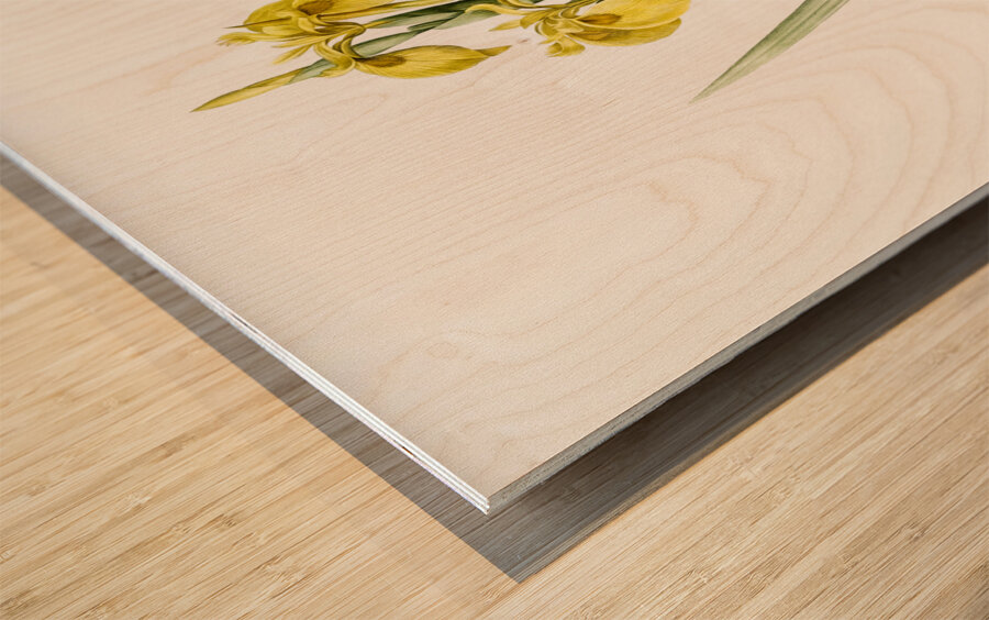 Pale garlic illustration  Wood print