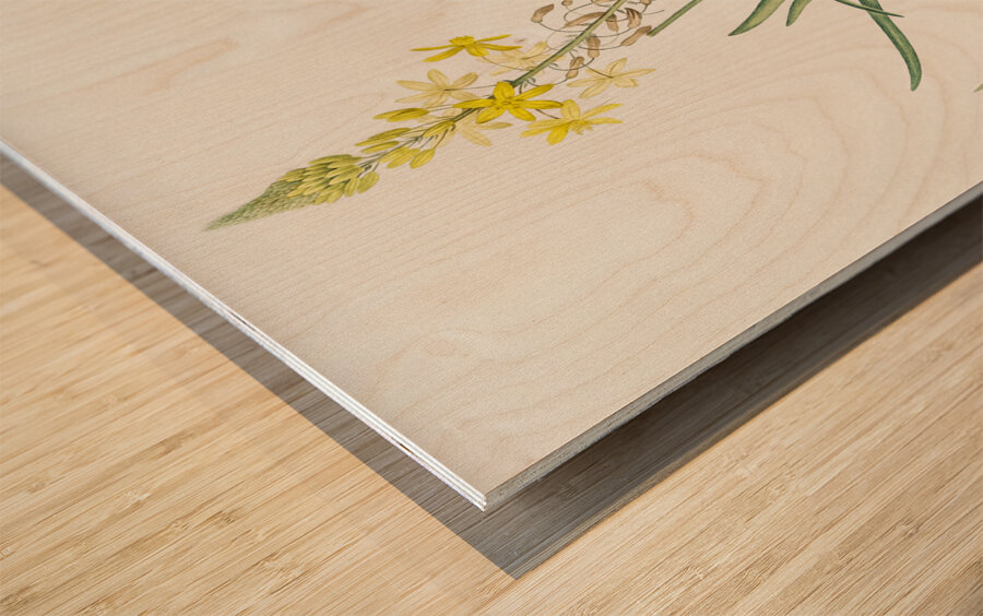 Stalked bulbine illustration  Impression sur bois