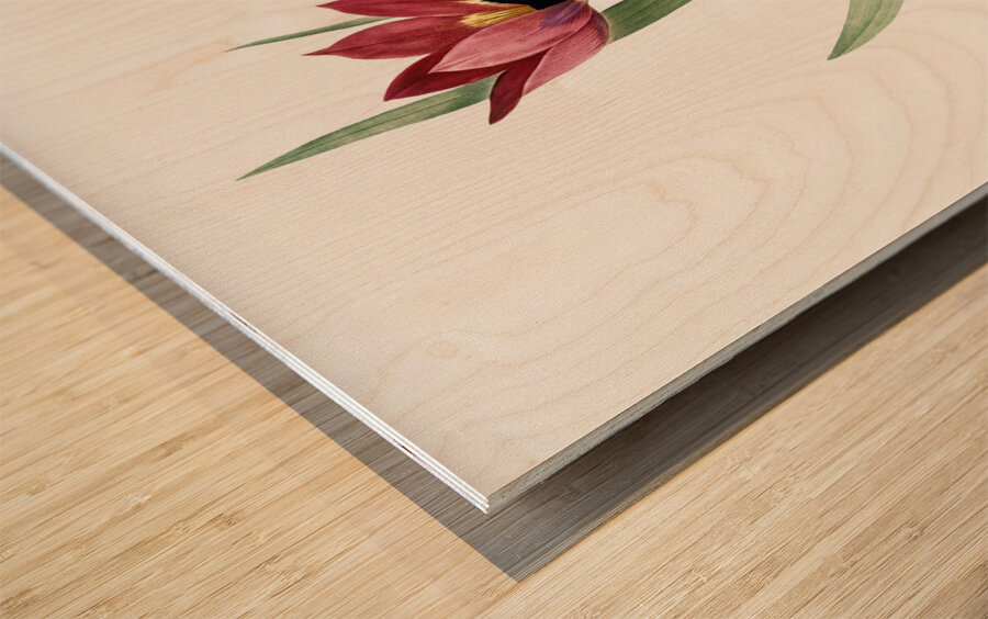 Tulipa oculus Colis illustration  Wood print